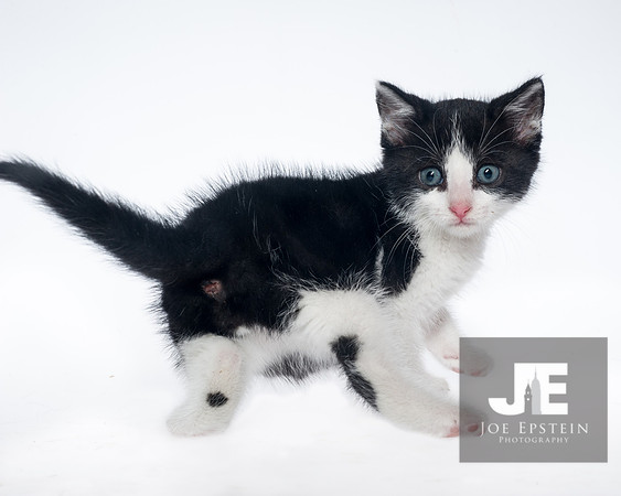 20180602-JE_Pet_Portraits_Santiago- 4888print