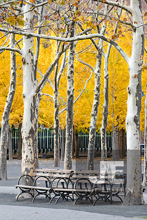 London-Plane-trees-hoboken-1-matte-print2a